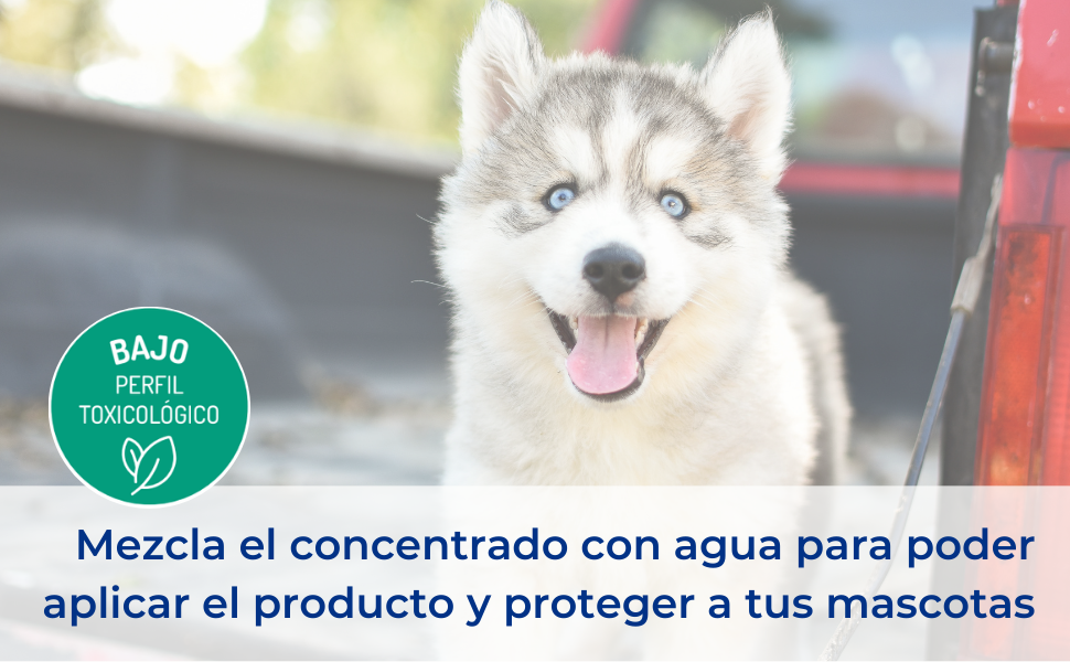 Anticimex Insecticida Concentrado